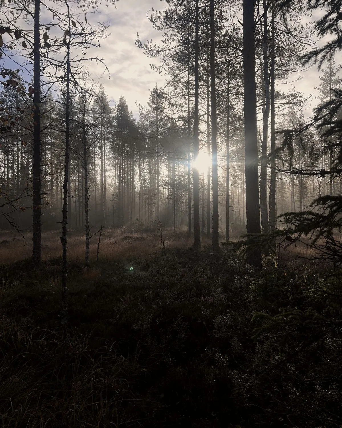 Auringonvalo siivilöityy sumuisen mäntymetsän läpi